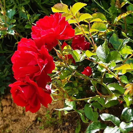 Fonteregia